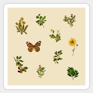 Vintage Botanical pack 3 Magnet